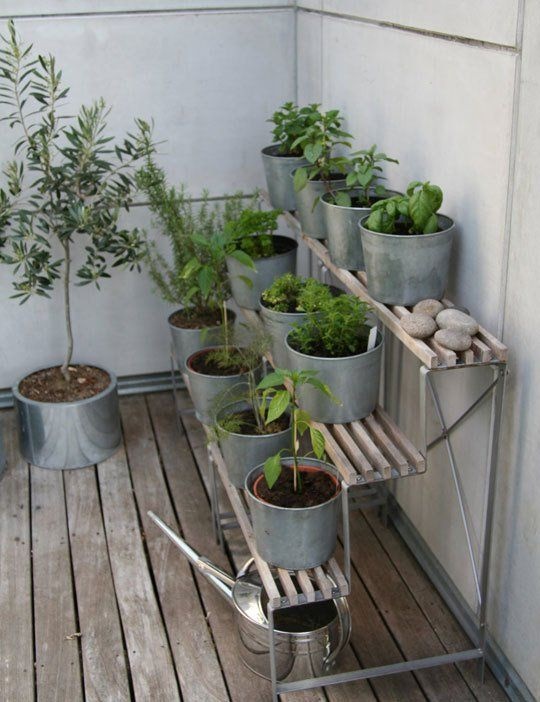 balcony-gardening-for-beginners-12_11 Балкон градинарство за начинаещи