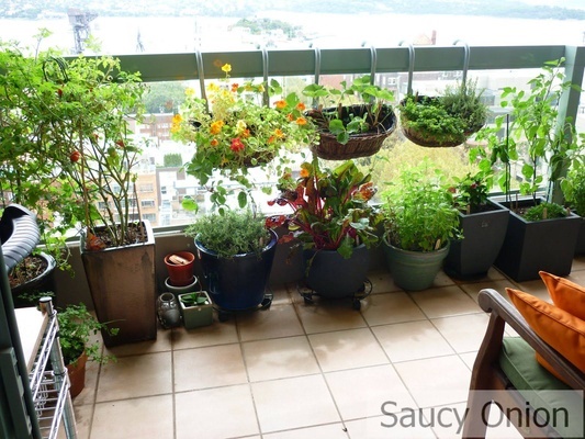 balcony-gardening-for-beginners-12_12 Балкон градинарство за начинаещи