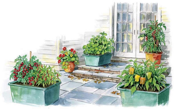 balcony-gardening-for-beginners-12_13 Балкон градинарство за начинаещи