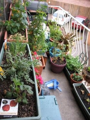 balcony-gardening-for-beginners-12_4 Балкон градинарство за начинаещи