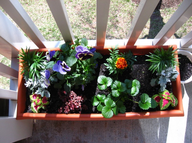 balcony-gardening-for-beginners-12_5 Балкон градинарство за начинаещи