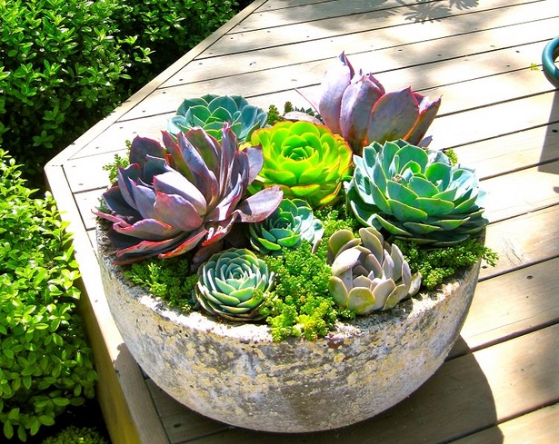 beautiful-potted-plant-arrangements-12_2 Красиви саксийни растения