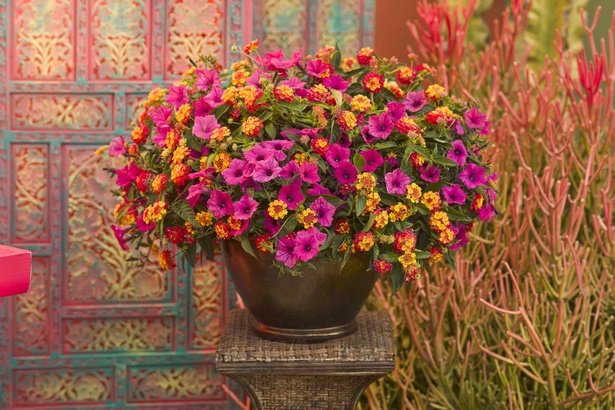 beautiful-potted-plant-arrangements-12_4 Красиви саксийни растения
