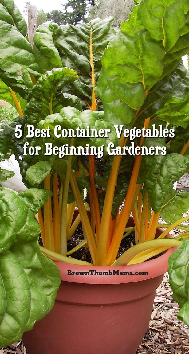best-container-vegetables-72_12 Най-добрите контейнерни зеленчуци