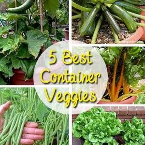 best-container-vegetables-72_2 Най-добрите контейнерни зеленчуци