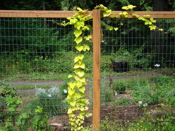 best-fence-for-garden-08_10 Най-добрата ограда за градината