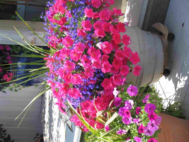 best-flowers-for-containers-22_2 Най-добрите цветя за контейнери