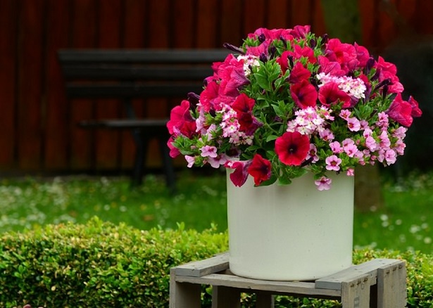 best-flowers-for-containers-22_20 Най-добрите цветя за контейнери