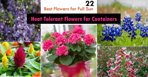 best-flowers-for-containers-22_3 Най-добрите цветя за контейнери