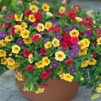 best-flowers-for-containers-22_4 Най-добрите цветя за контейнери