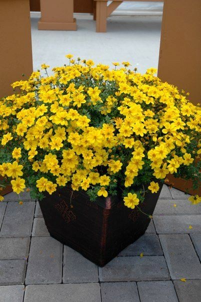 best-flowers-for-patio-pots-74 Най-добрите цветя за саксии за вътрешен двор