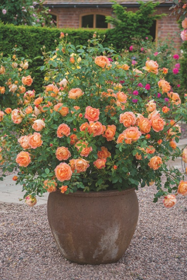 best-flowers-for-patio-pots-74_13 Най-добрите цветя за саксии за вътрешен двор
