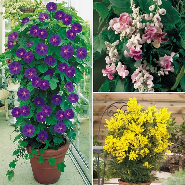 best-flowers-for-patio-pots-74_19 Най-добрите цветя за саксии за вътрешен двор