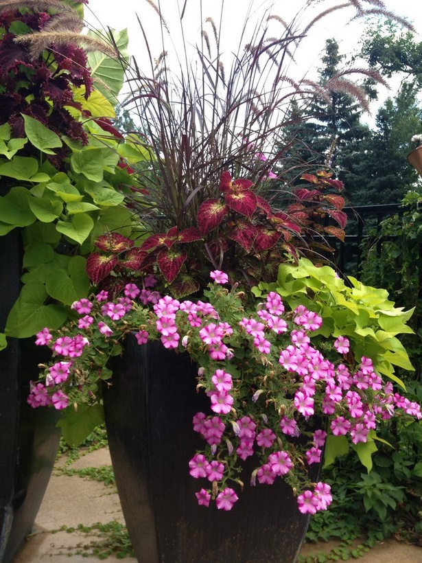 best-flowers-for-patio-pots-74_7 Най-добрите цветя за саксии за вътрешен двор