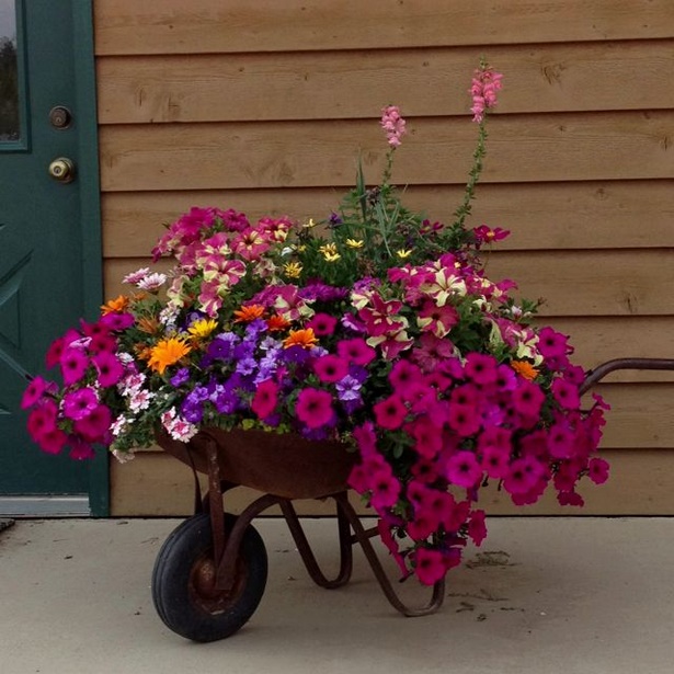 best-flowers-for-patio-pots-74_9 Най-добрите цветя за саксии за вътрешен двор