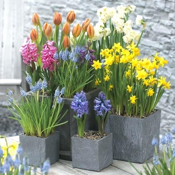 best-flowers-for-pots-in-partial-sun-89_18 Най-добрите цветя за саксии на частично слънце