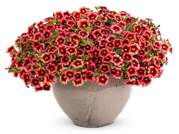best-flowers-for-pots-in-partial-sun-89_19 Най-добрите цветя за саксии на частично слънце