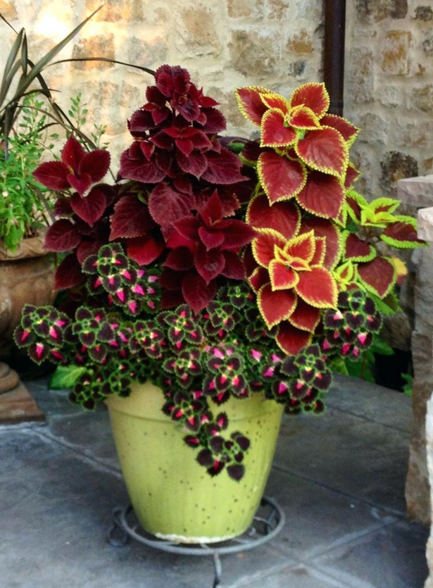 best-flowers-for-pots-in-partial-sun-89_5 Най-добрите цветя за саксии на частично слънце
