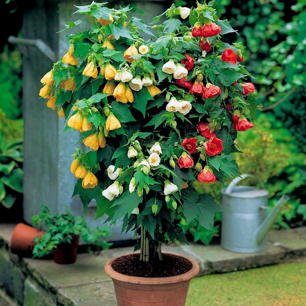 best-flowers-for-pots-in-partial-sun-89_6 Най-добрите цветя за саксии на частично слънце