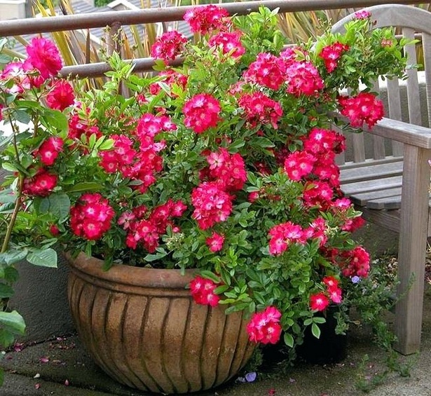 best-flowers-for-pots-in-partial-sun-89_7 Най-добрите цветя за саксии на частично слънце