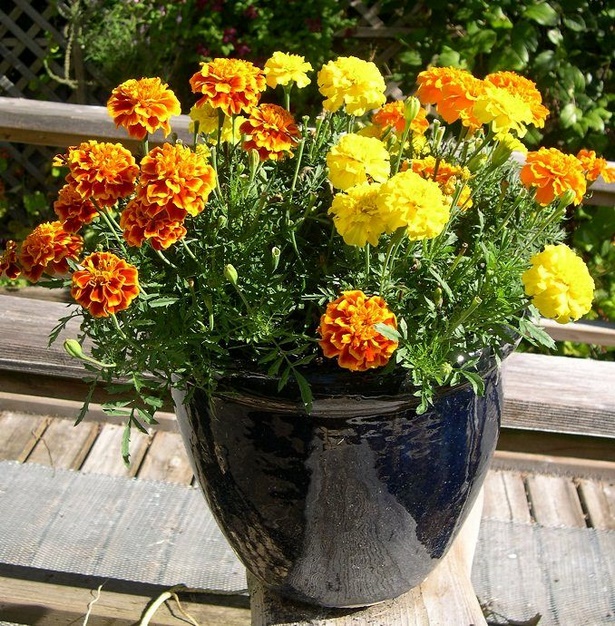 best-flowers-for-pots-90_11 Най-добрите цветя за саксии
