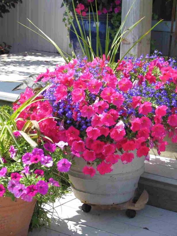 best-flowers-for-pots-90_17 Най-добрите цветя за саксии