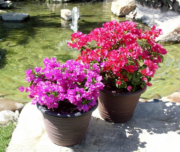 best-flowers-for-pots-90_19 Най-добрите цветя за саксии