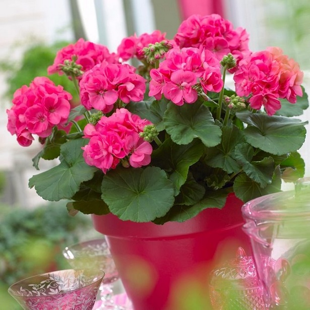 best-flowers-for-pots-90_2 Най-добрите цветя за саксии