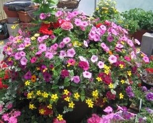 best-flowers-for-pots-90_5 Най-добрите цветя за саксии