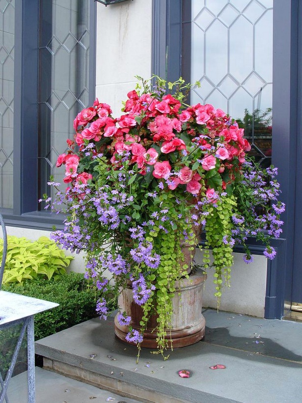 best-flowers-for-pots-90_9 Най-добрите цветя за саксии