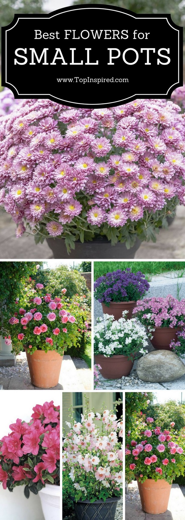 best-flowers-for-small-pots-45_13 Най-добрите цветя за малки саксии