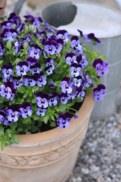 best-flowers-for-small-pots-45_4 Най-добрите цветя за малки саксии