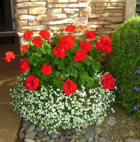 best-flowers-for-small-pots-45_5 Най-добрите цветя за малки саксии