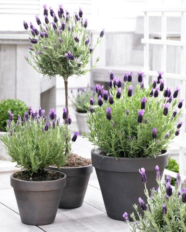 best-patio-plants-in-pots-01_16 Най-добрите патио растения в саксии