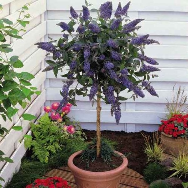 best-patio-plants-in-pots-01_5 Най-добрите патио растения в саксии