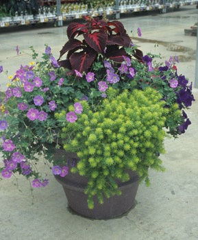 best-plants-for-container-gardening-92_12 Най-добрите растения за контейнерно градинарство
