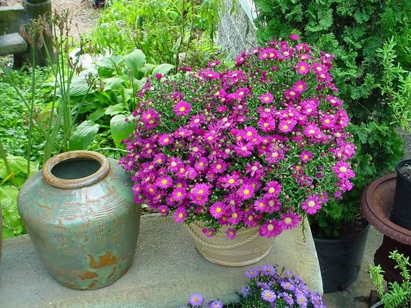 best-plants-for-container-gardening-92_6 Най-добрите растения за контейнерно градинарство
