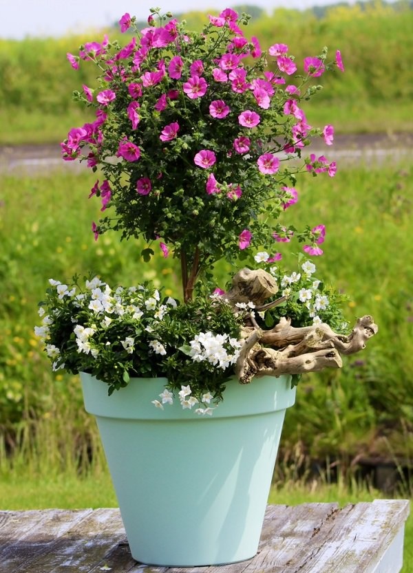 best-plants-for-containers-89_5 Най-добрите растения за контейнери