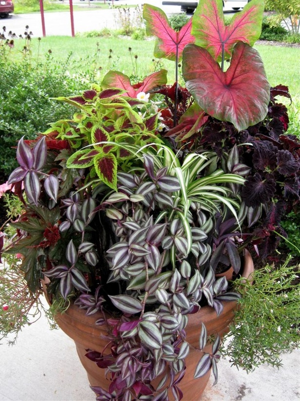 best-plants-for-pots-in-partial-sun-12 Най-добрите растения за саксии на частично слънце