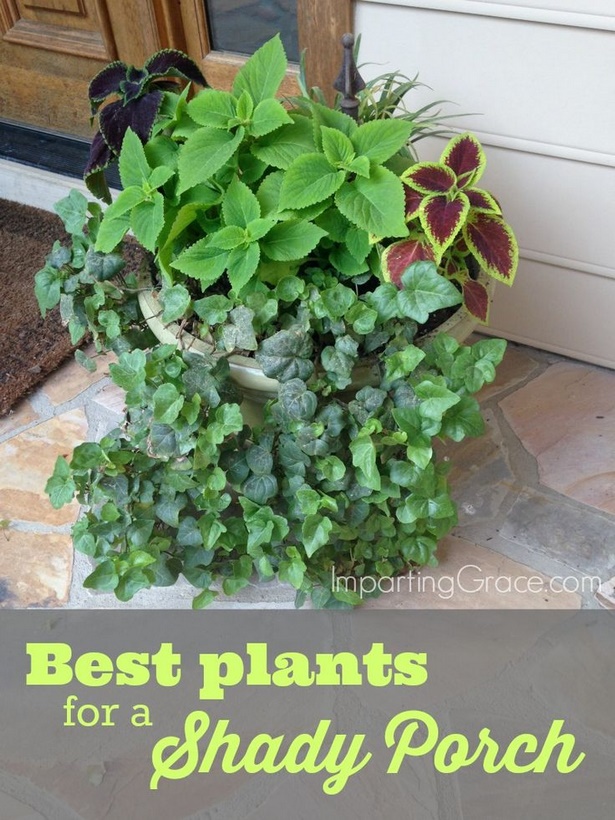 best-plants-for-pots-in-partial-sun-12_20 Най-добрите растения за саксии на частично слънце