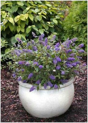 best-plants-for-pots-09_10 Най-добрите растения за саксии