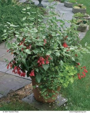 best-plants-for-pots-09_13 Най-добрите растения за саксии