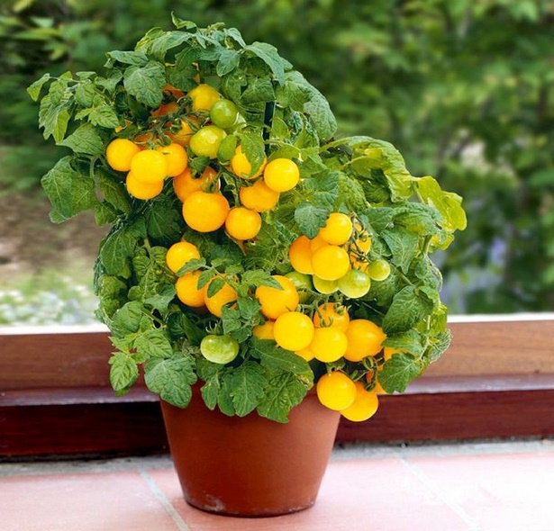 best-plants-for-pots-09_16 Най-добрите растения за саксии