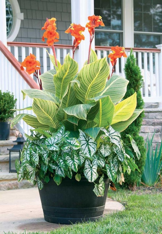 best-plants-for-pots-09_19 Най-добрите растения за саксии