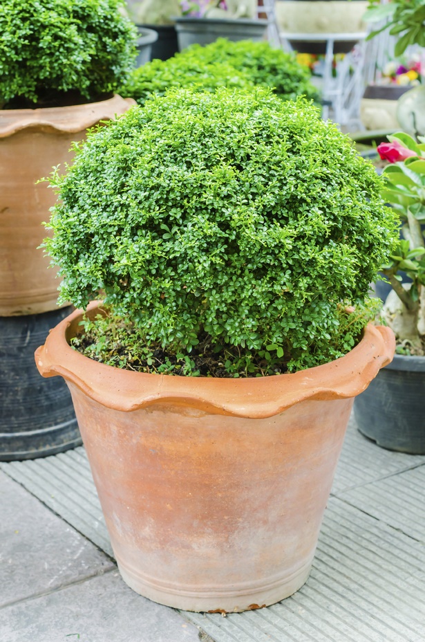 best-plants-for-pots-09_4 Най-добрите растения за саксии