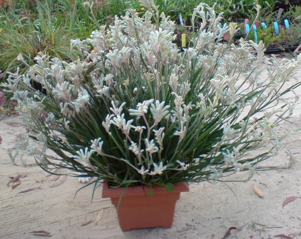 best-plants-for-pots-09_7 Най-добрите растения за саксии
