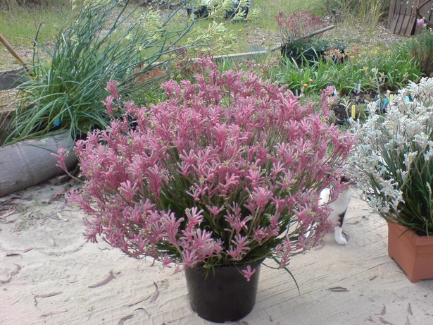 best-plants-for-pots-09_9 Най-добрите растения за саксии