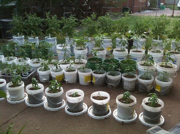 bucket-gardening-ideas-50_20 Идеи за кофа за градинарство