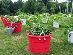 bucket-gardening-ideas-50_4 Идеи за кофа за градинарство