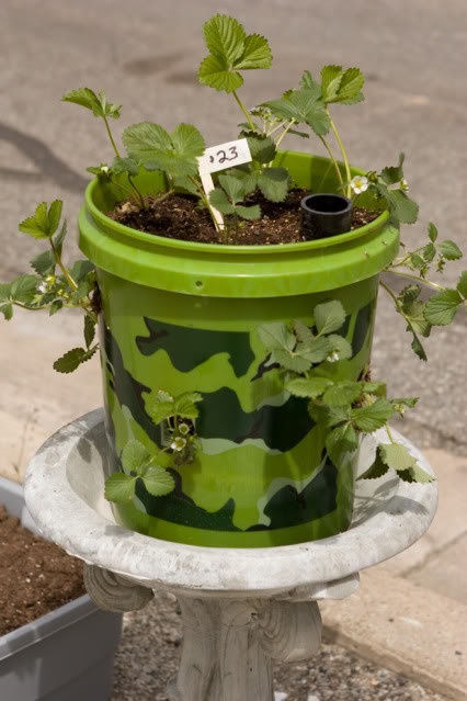 bucket-gardening-ideas-50_7 Идеи за кофа за градинарство